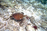 Picture 'Eq1_35_02 Turtle, Galapagos, Devils Crown'